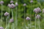 Broadleaf wild leek